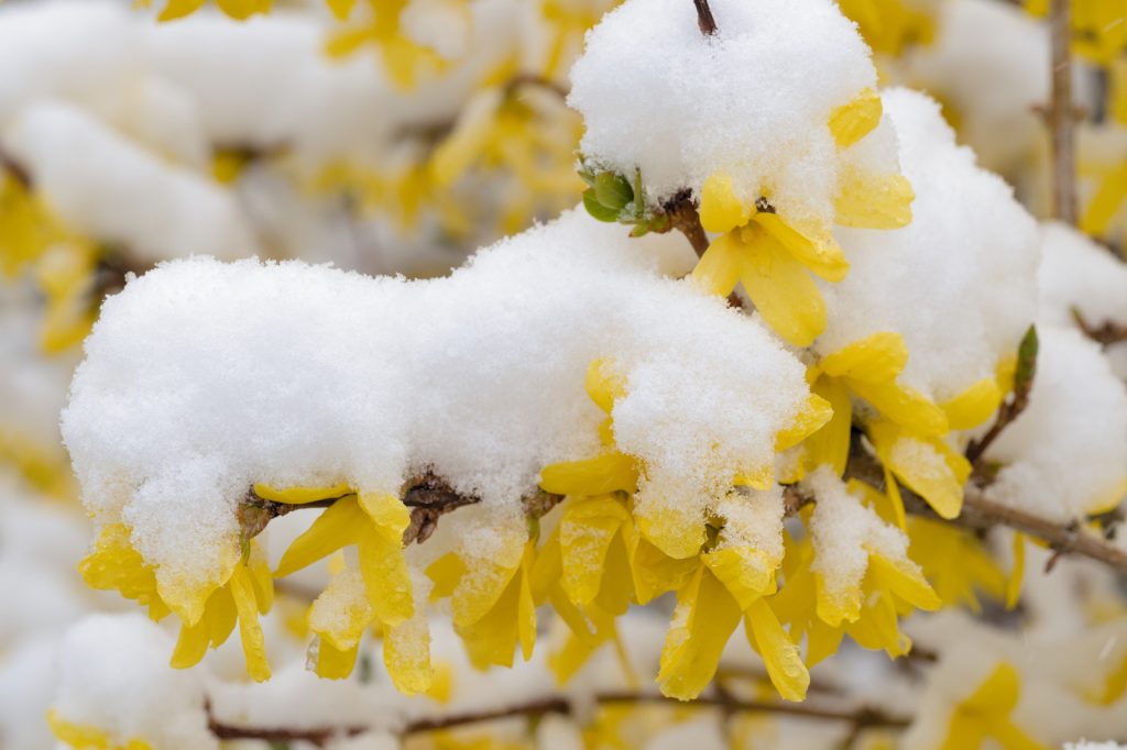 Forsythie, Blüten mit Schnee