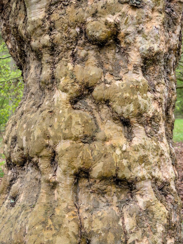 Alter Baum mit Spuren auf der Rinde