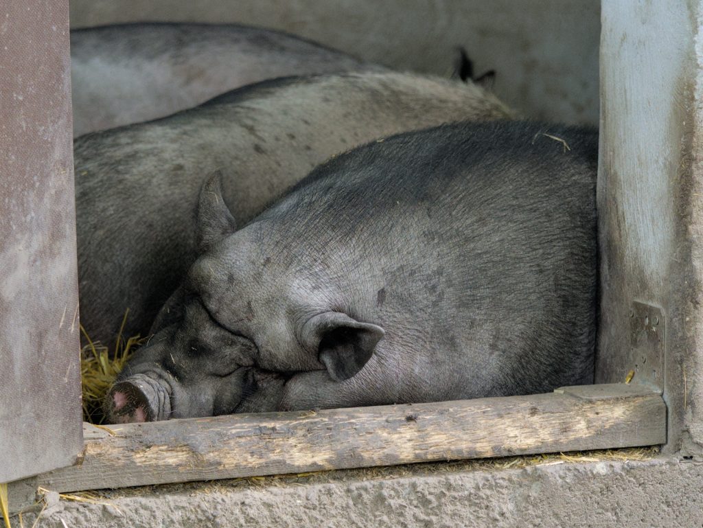 Schlafende Schweine
