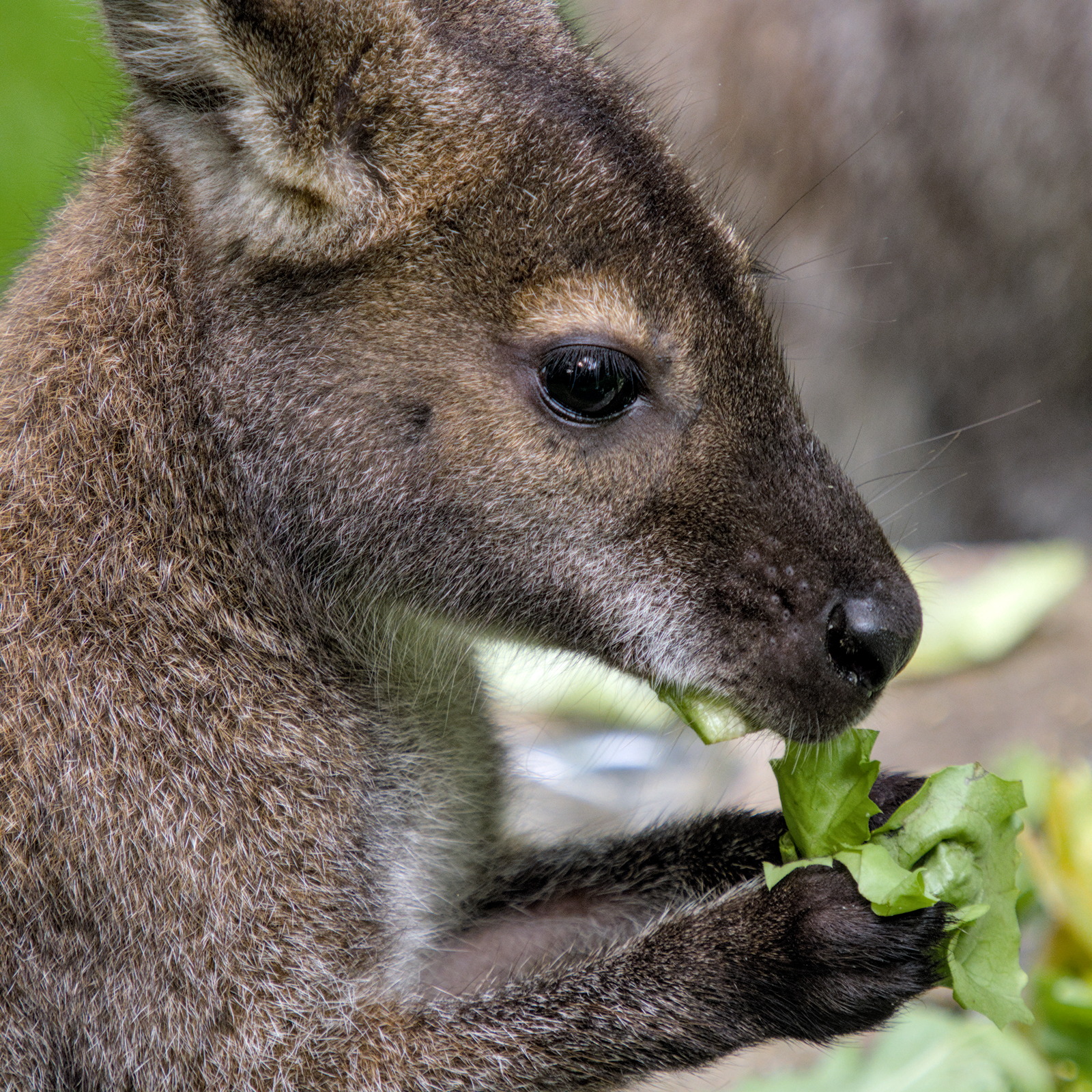 Ein Känguruh beim Fressen