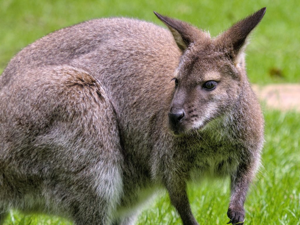 Ein Känguruh auf dem Rasen