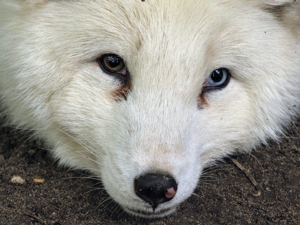 Ein Polarfuchs mit einem braunen und einem blauen Auge
