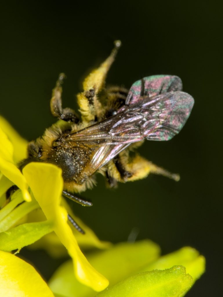 Unbekannte Wildbiene auf Ackersenf