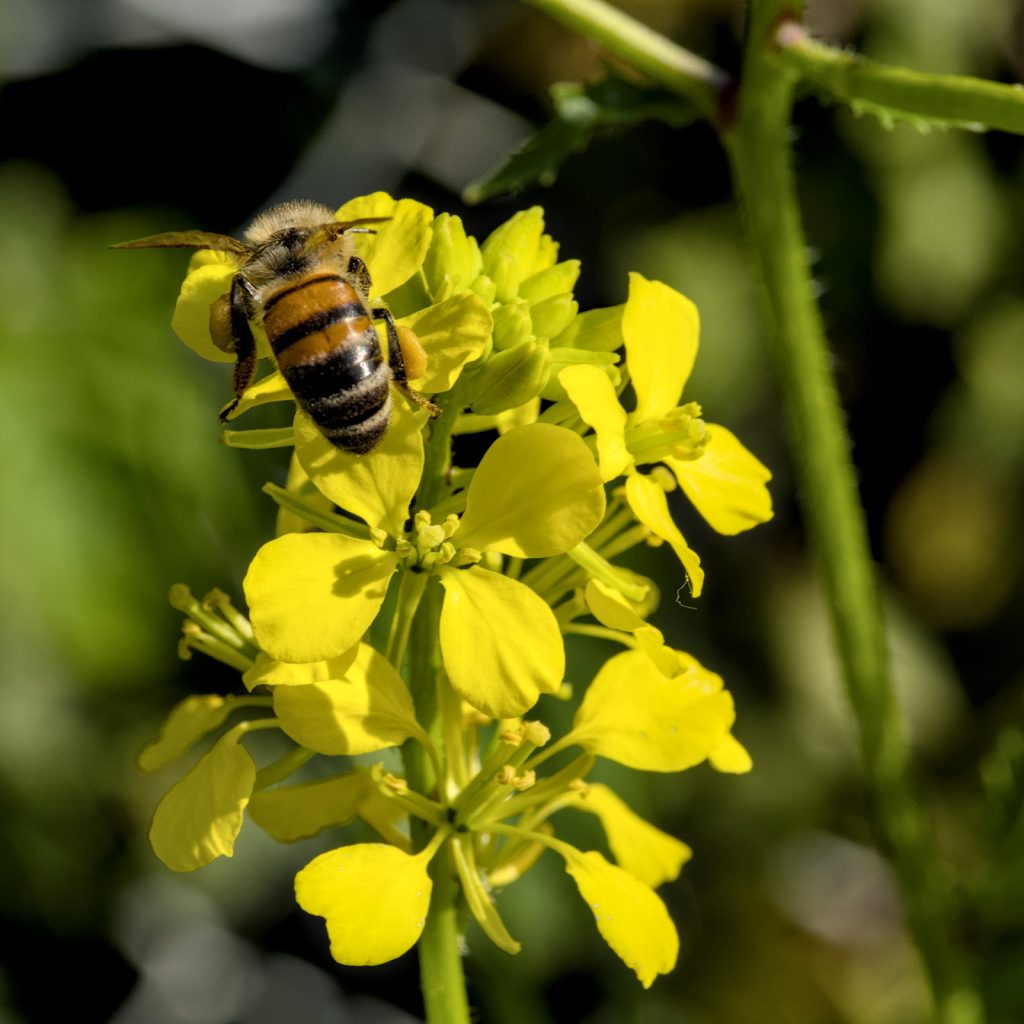 Blüte des Ackersenf mit Honigbiene