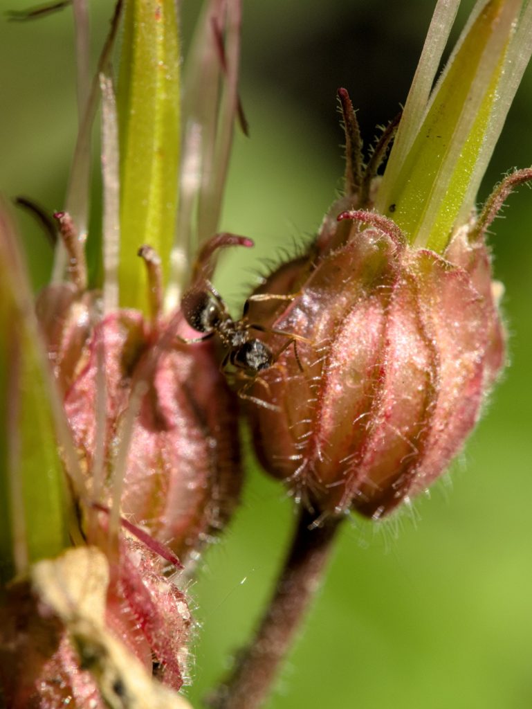 Ameise auf einer Blüte des Balkan-Storchschnabel
