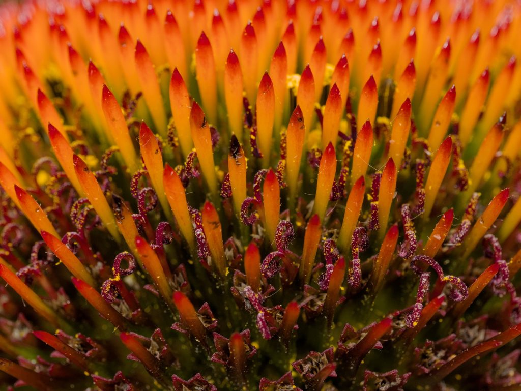 Detail aus der Blüte des Purpur-Sonnenhut