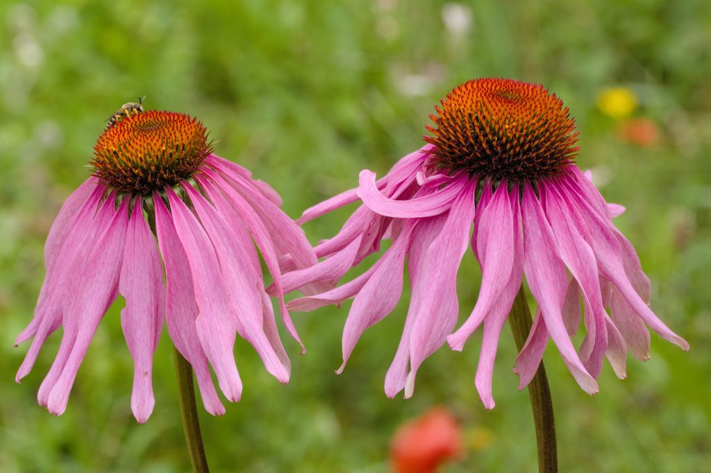Zwei Blüten des Purpur-Sonnenhut