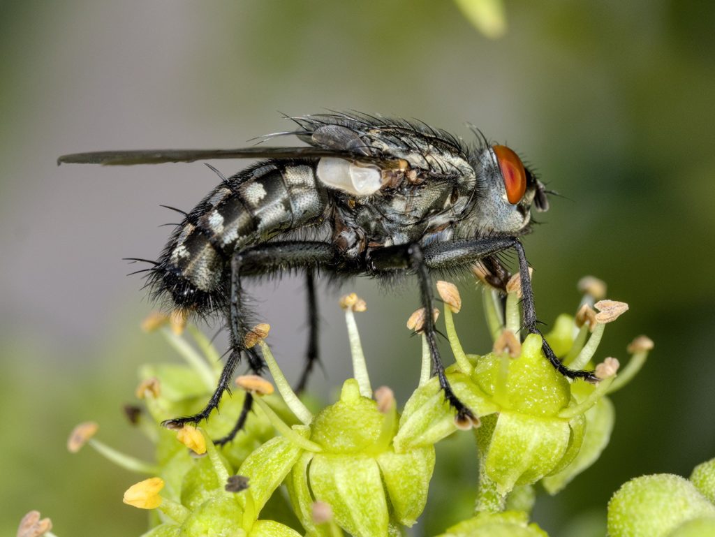 Graue Fleischfliege