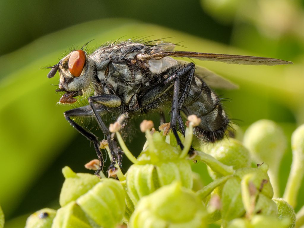 Graue Fleischfliege