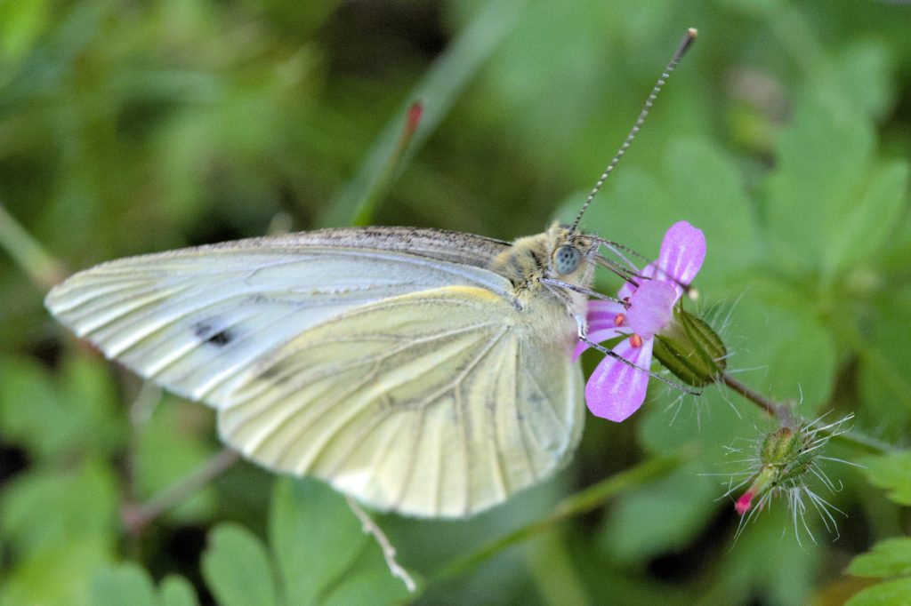 Schmetterling: Grünader-Weißling