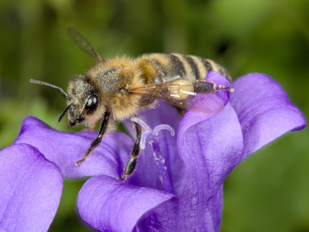 Honigbiene auf Glockenblume