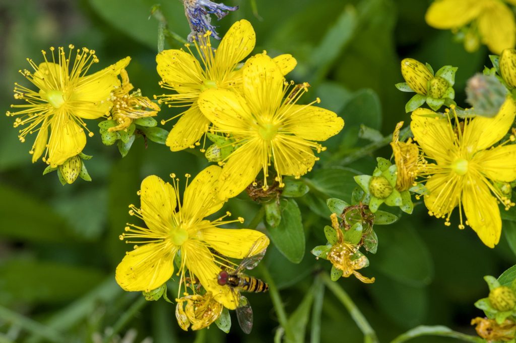 Johanniskraut - Blüten