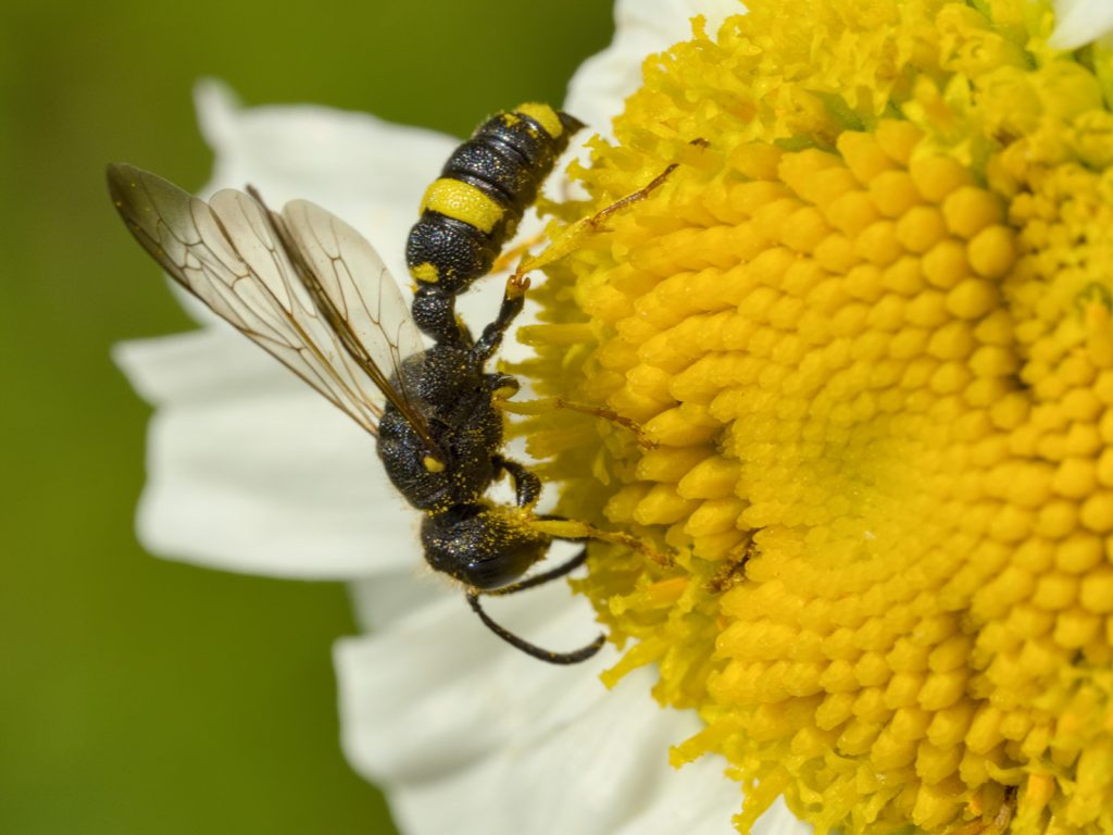 Bienenjagende Knotenwespe