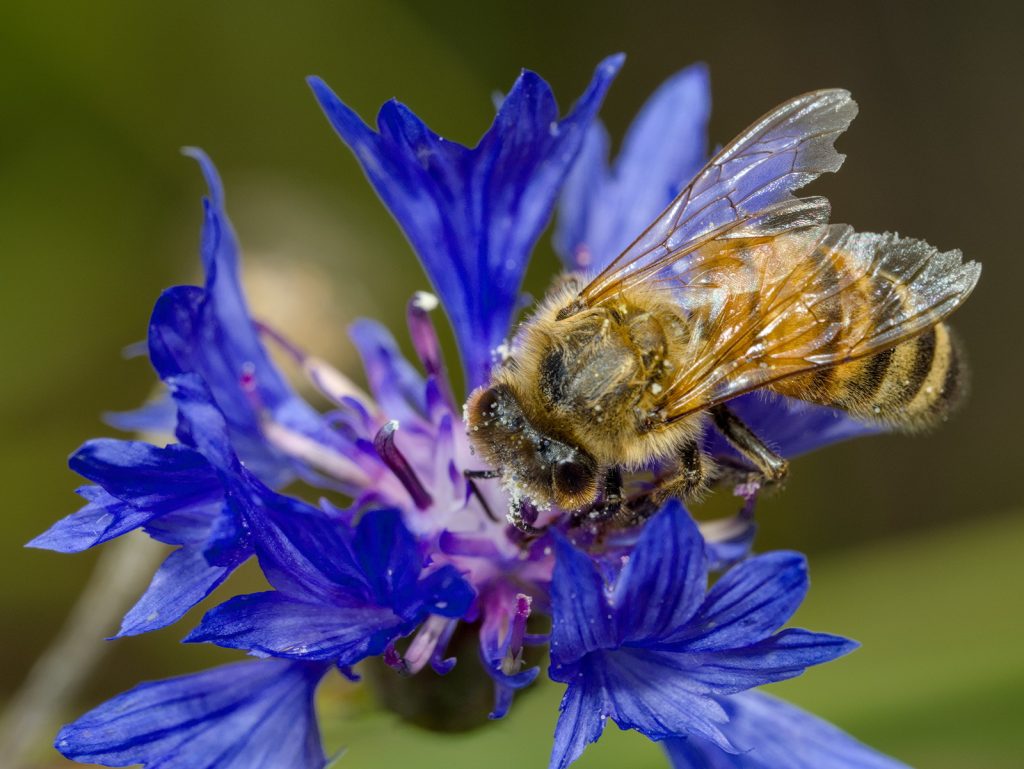 Honigbiene auf Kornblume