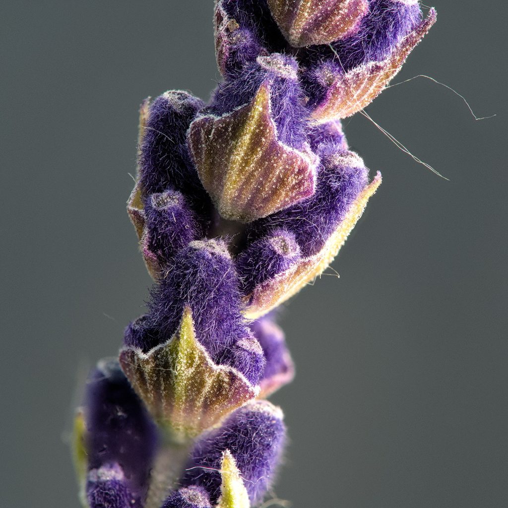 Blüte des Lavendel