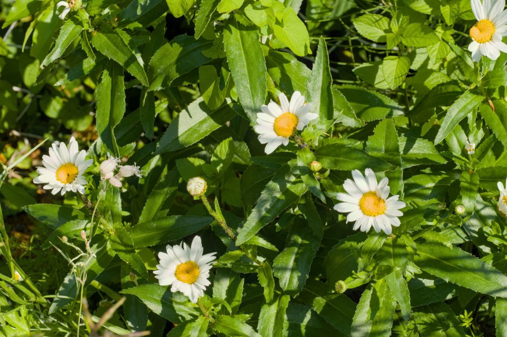 Blüten der Wiesen-Margerite