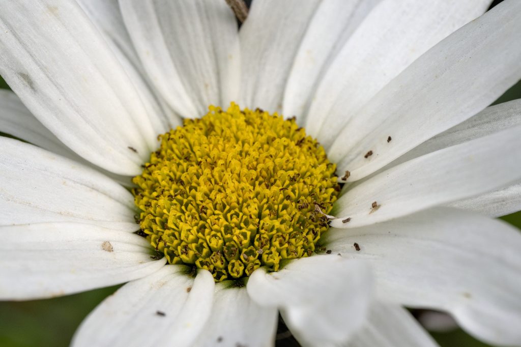 Blüte der Wiesen-Margerite