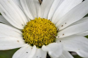 Blüte der Wiesen-Margarite