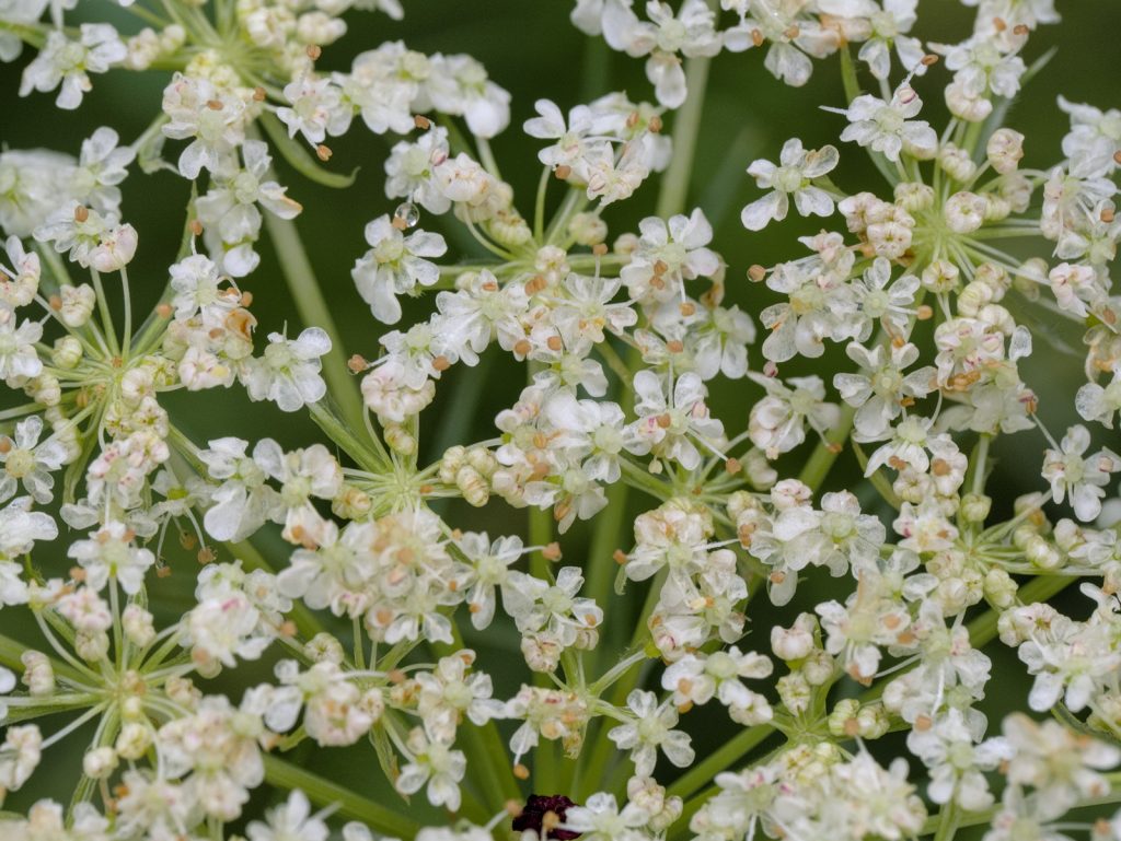 Wilde Möhre, Detail der Blüte