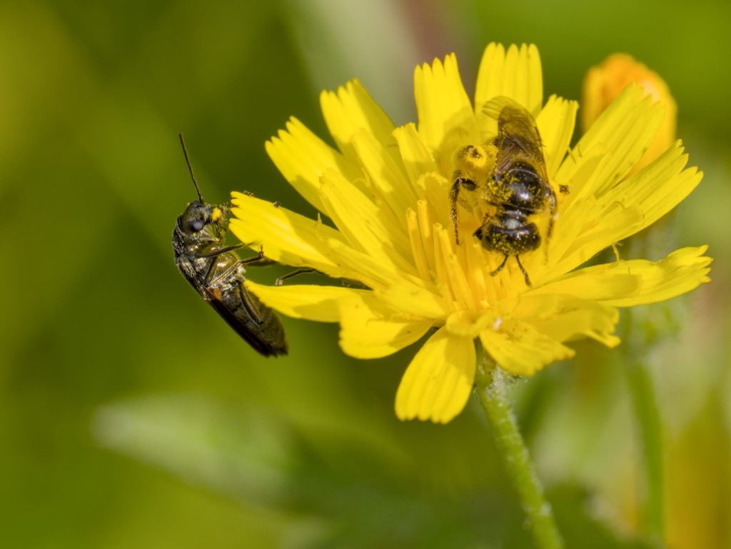 Scheinbockkäfer