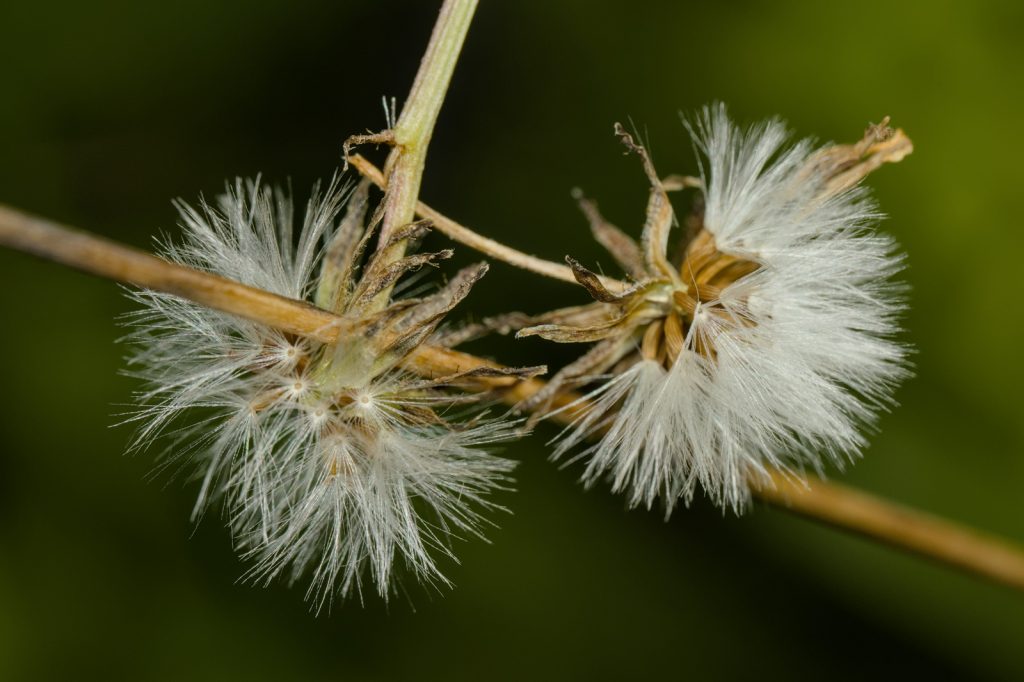 Kleinköpfige Pippau, fliegende Samen