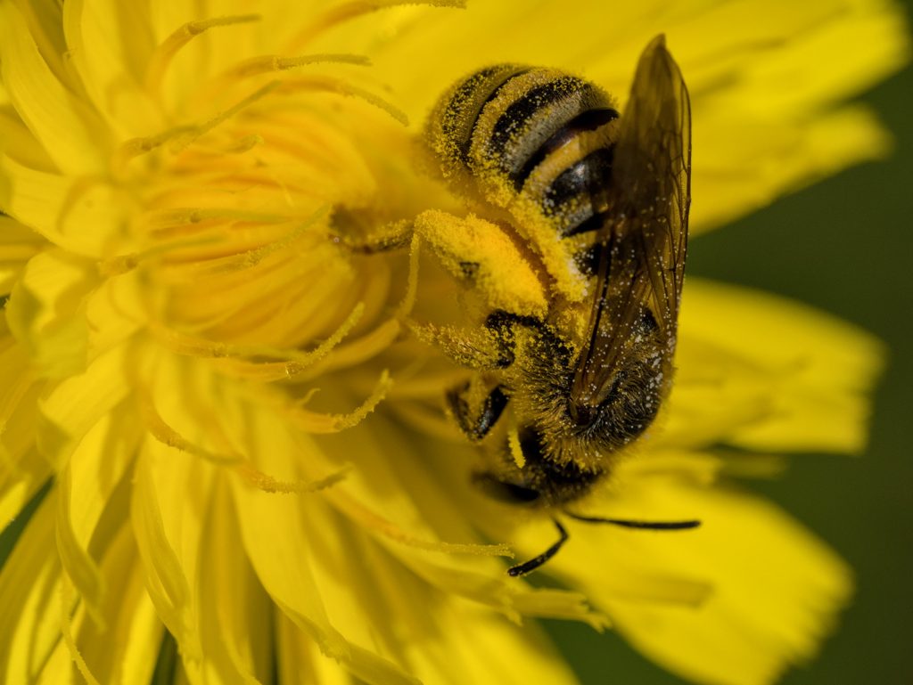 Gelbbindige Furchenbiene auf Acker-Ringelblume
