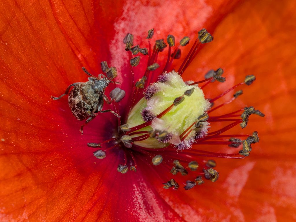 Blüte des Saatmohn mit Käfer