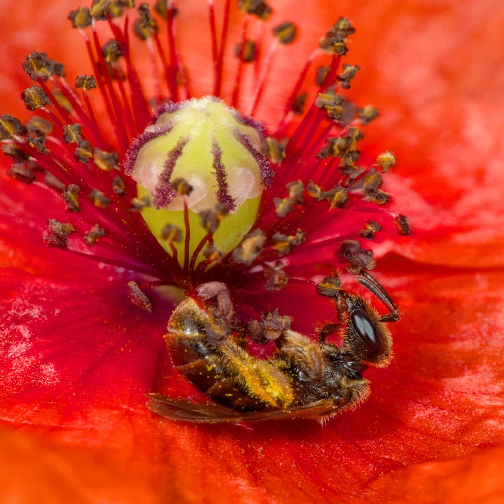 Blüte des Saatmohn mit Furchenbiene