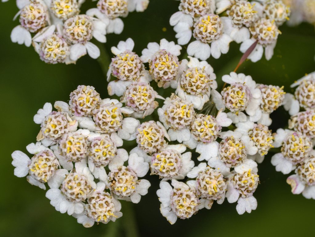 Schafgarbe, Detail der Blüte