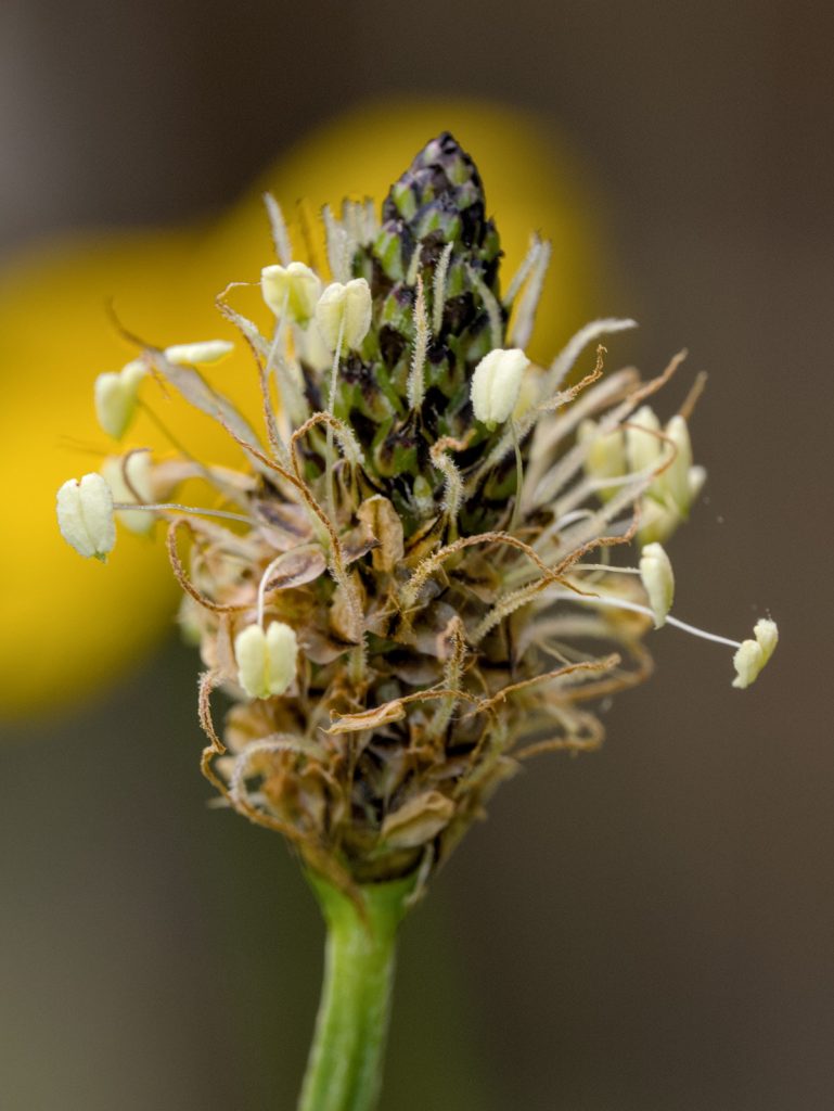 Blüte des Spitzwegerich