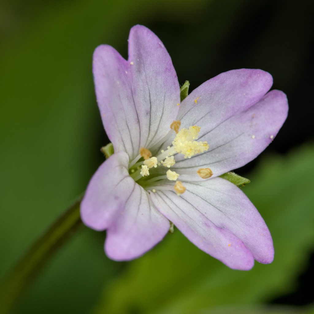 Weidenröschen - Blüte