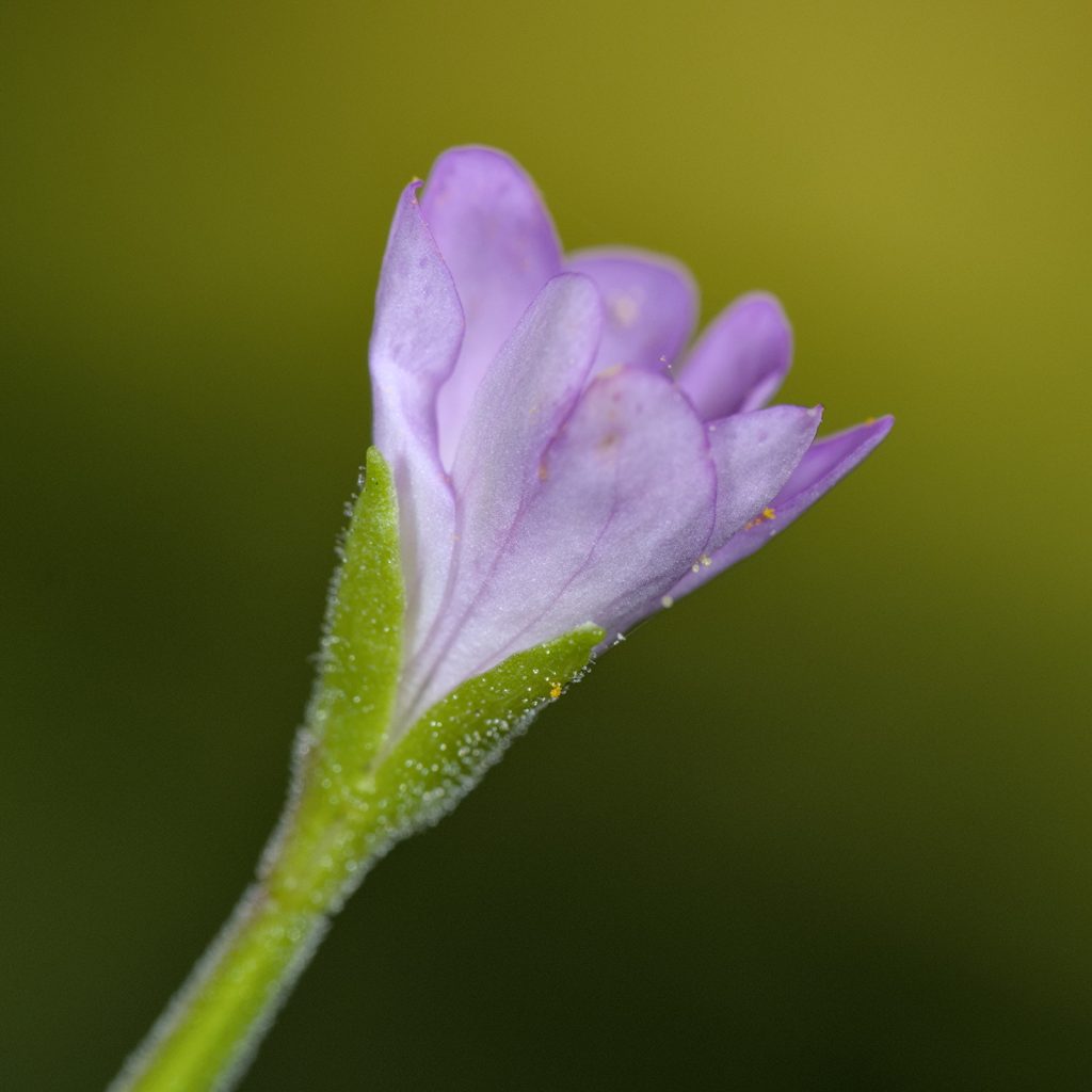 Weidenröschen - Blüte