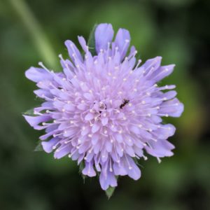Wiesen-Witwenblume