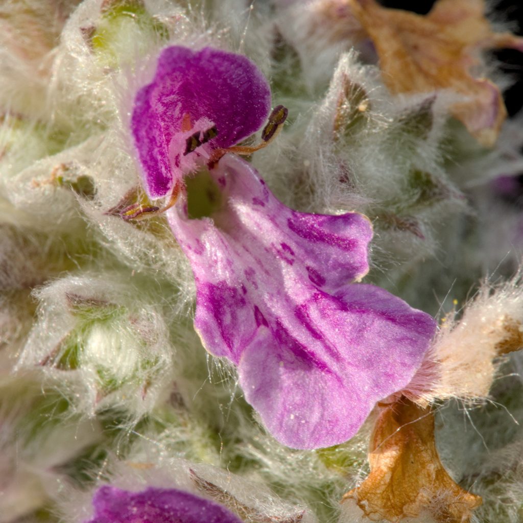 Blüten-Detail des Woll-Ziest