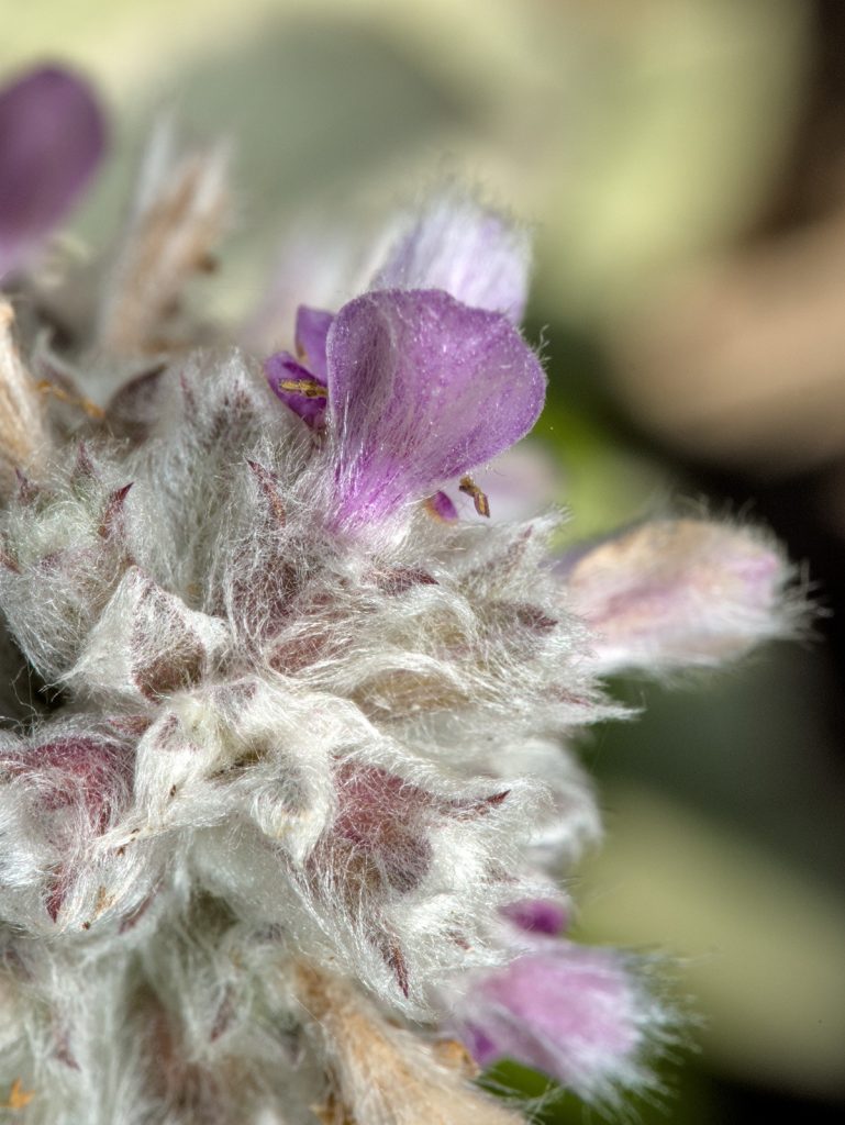 Blüten-Detail des Woll-Ziest